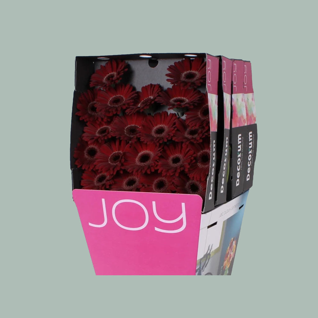 Germini Dark Night (20 Stems)