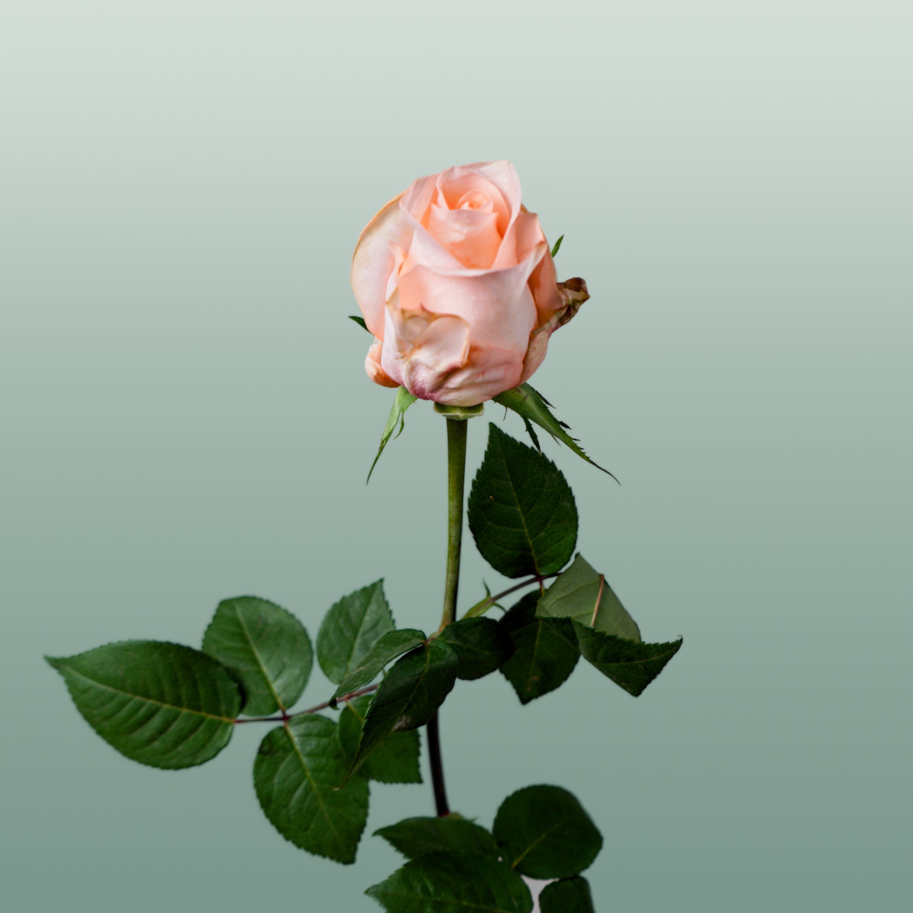 Rose Baby Doll