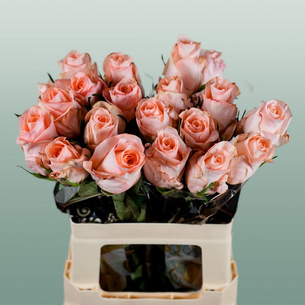 Rose Baby Doll