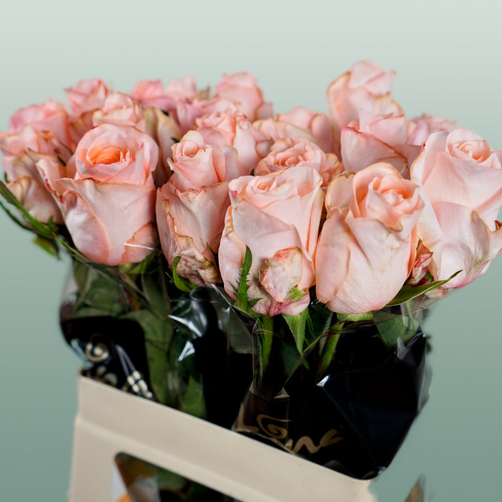 Rose Baby Doll