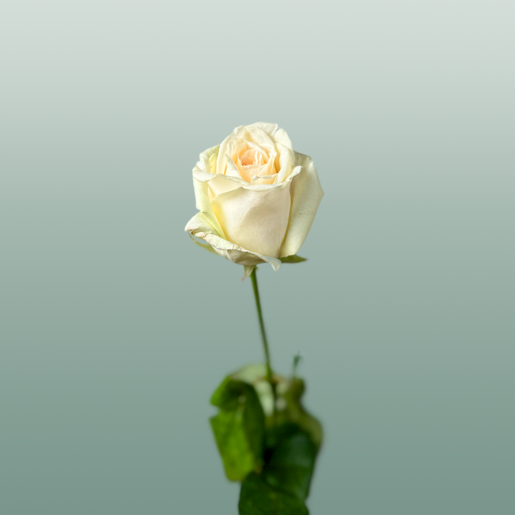 Rose Dolomiti