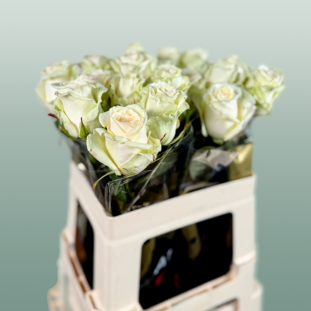 Rose Dolomiti