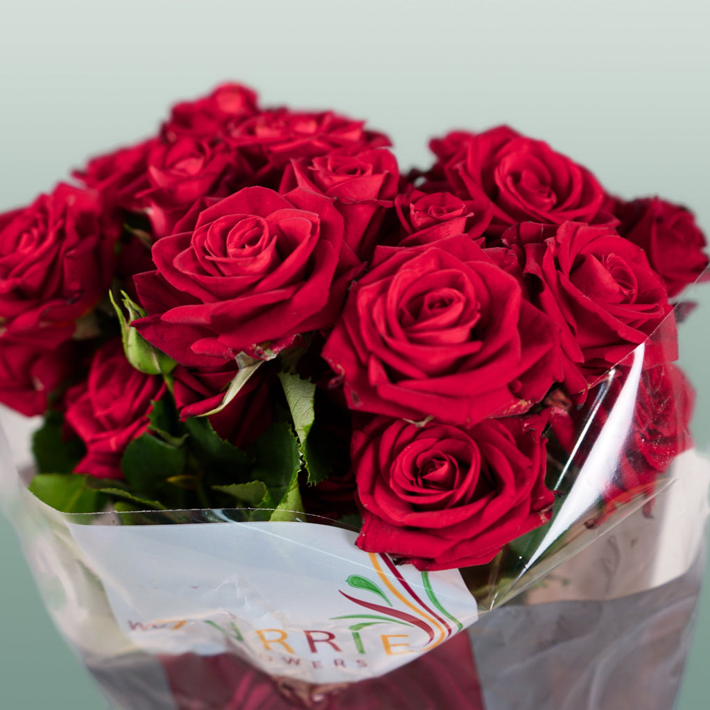 Spray Rose Dominica