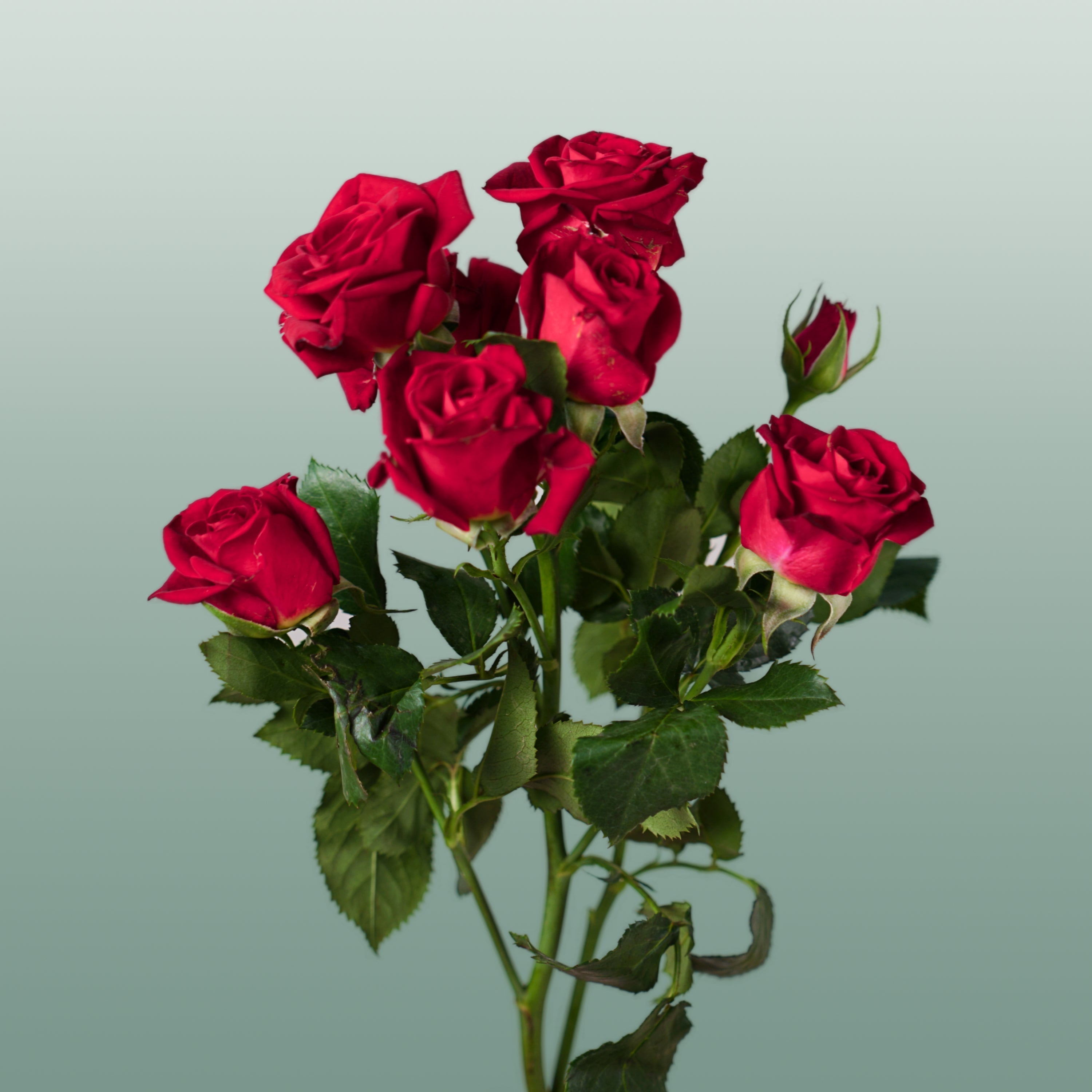 Spray Rose Dominica