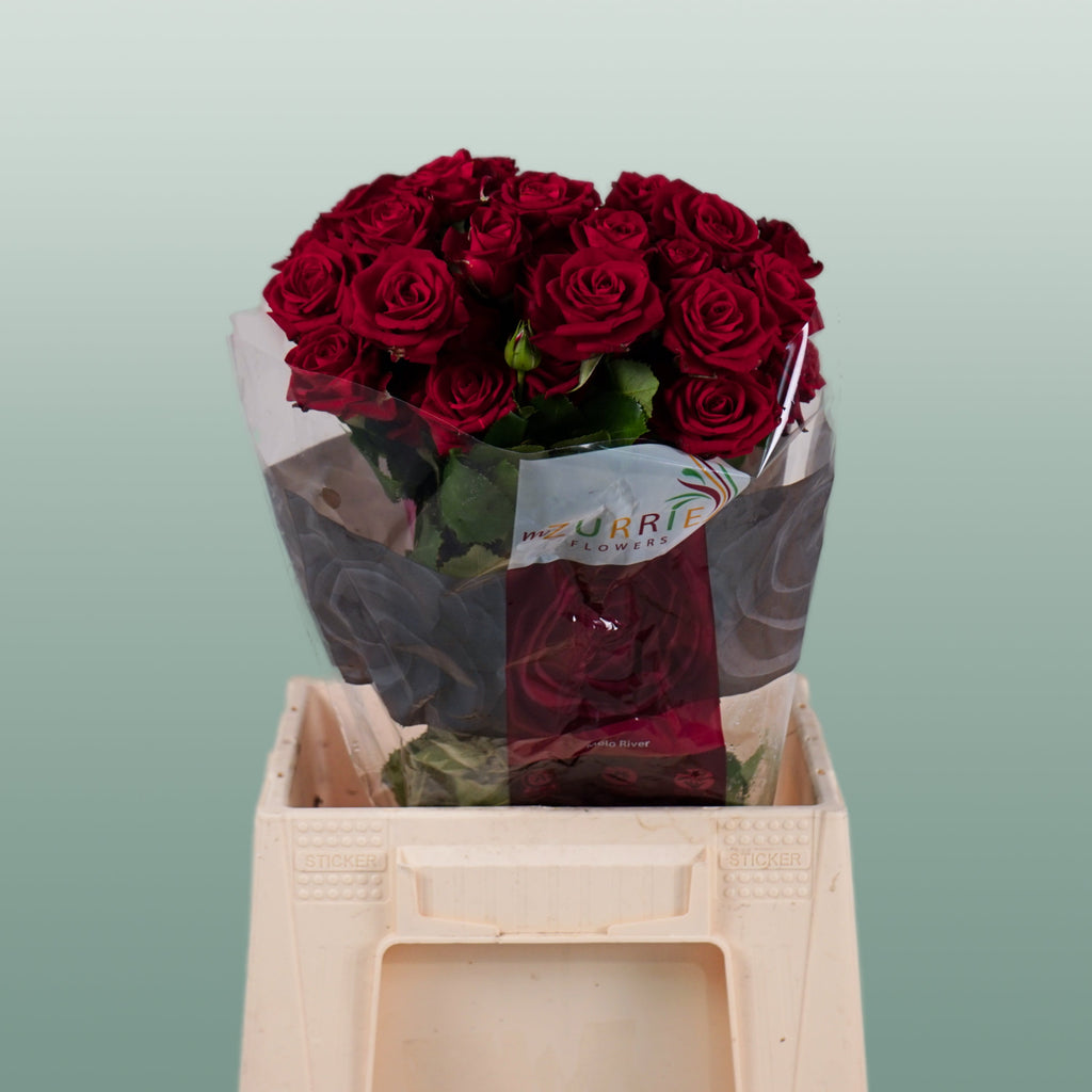 Spray Rose Dominica