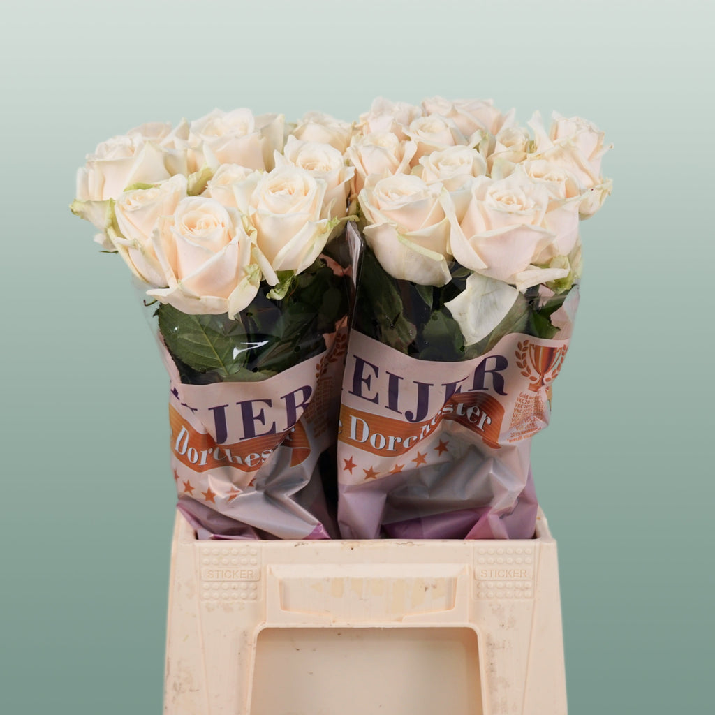 Rose Dorchester +
