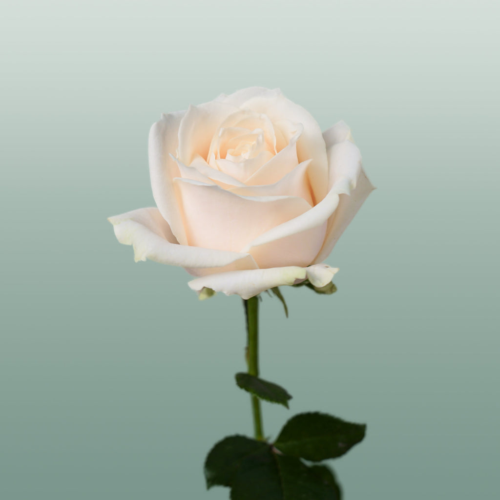 Rose Dorchester +