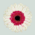 Germini Double Fun (20 Stems)