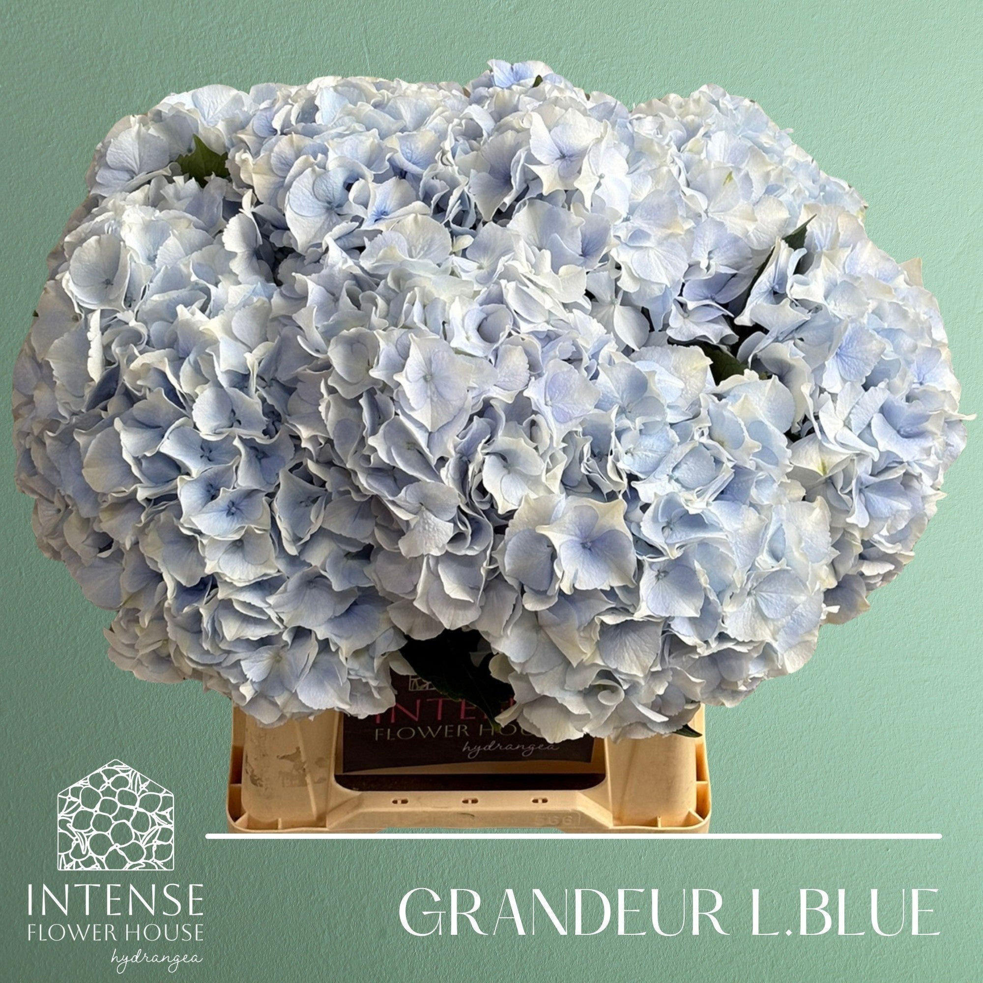 Hydrangea M Roy Grandeu Blue