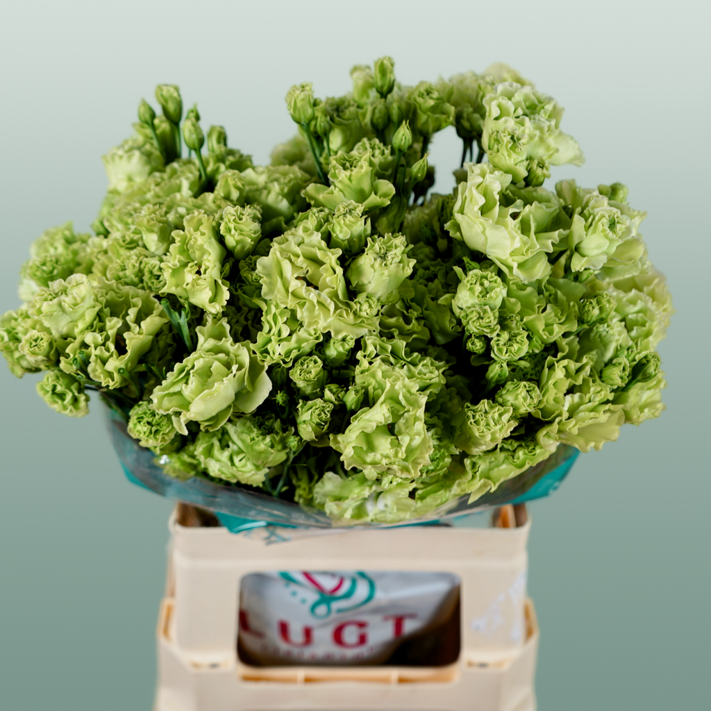Eustoma Rosan Emerald green