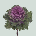 Brassica Empire Tekla (10 Stems)