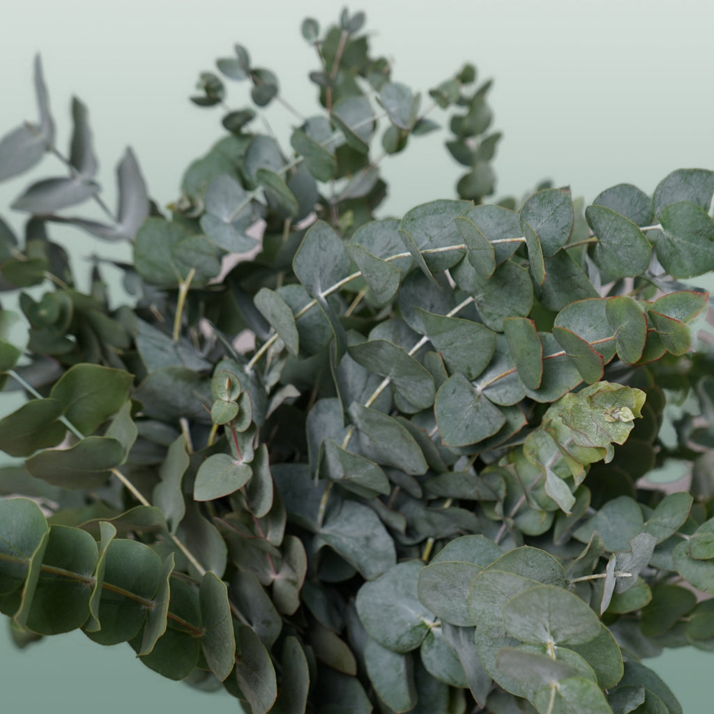 GR Eucalypthus Cinerea (5 Bunches)