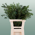 GR Eucalypthus Parvifolia (5 Bunches)