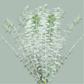 GR Eucalypthus Baby Blue (5 Bunches)
