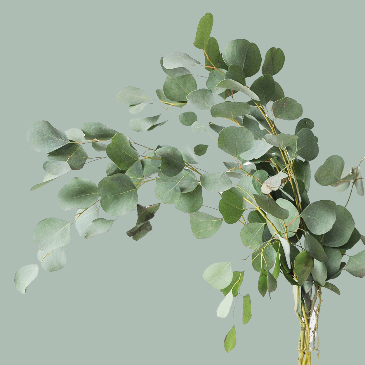 GR Mixed Foliage Box