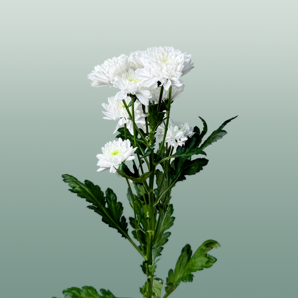 Chrysanthemum Spray Euro White