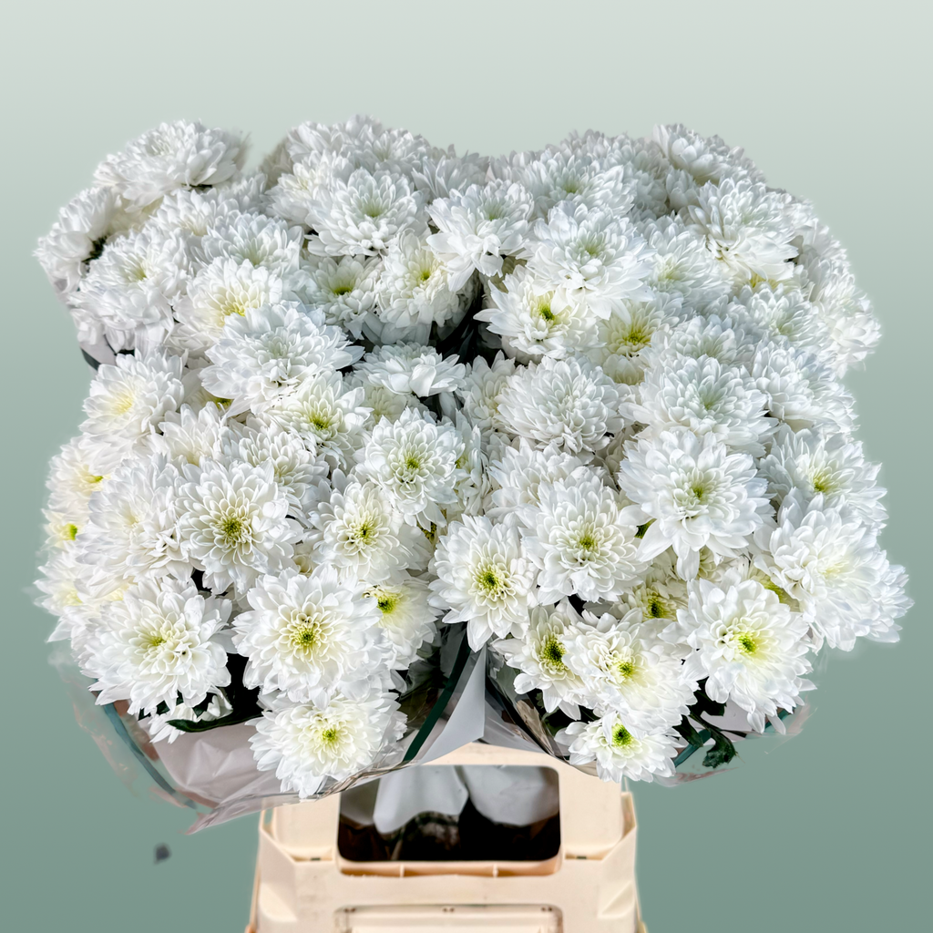 Chrysanthemum Spray Euro White
