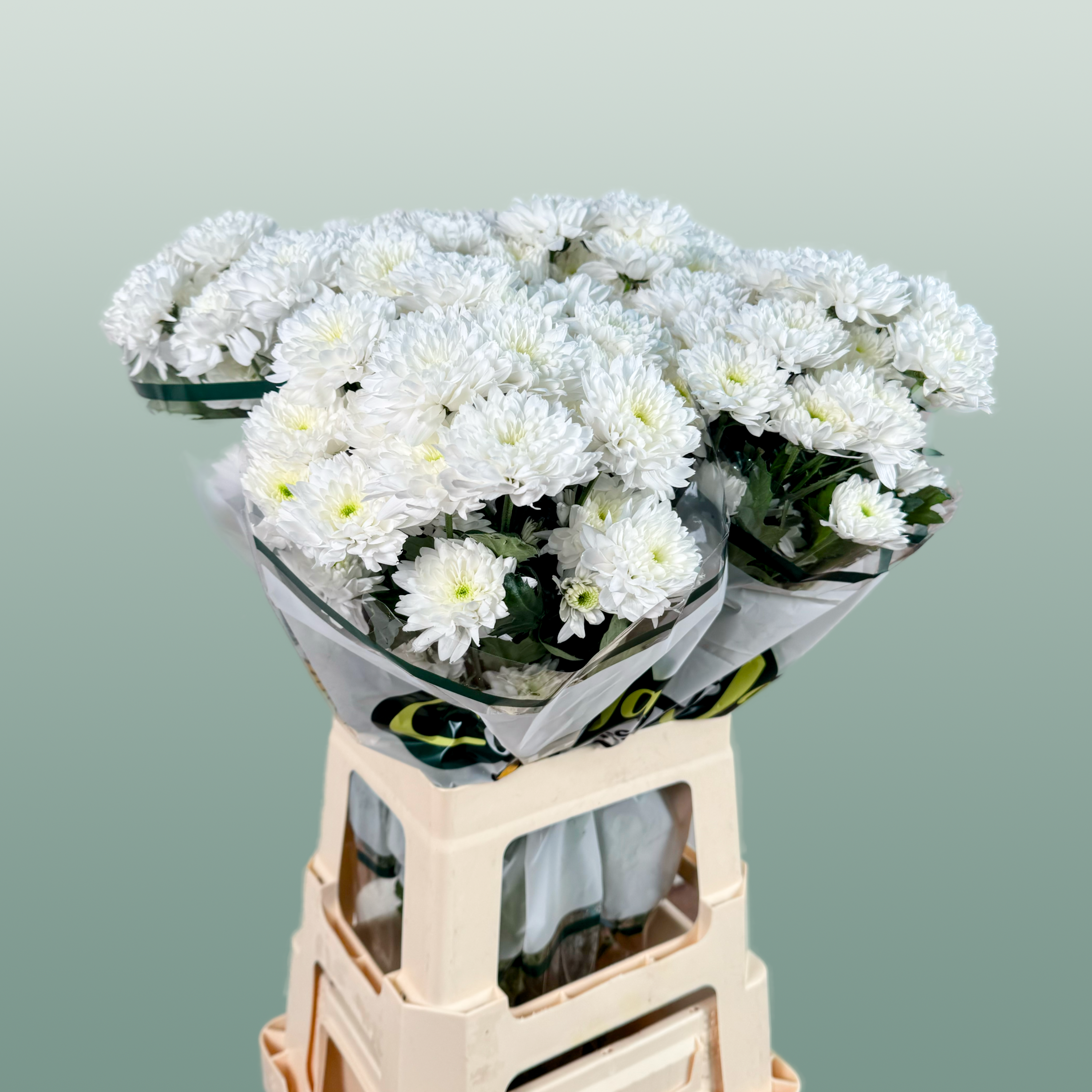 Chrysanthemum Spray Euro White