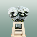 Chrysanthemum Spray Euro White