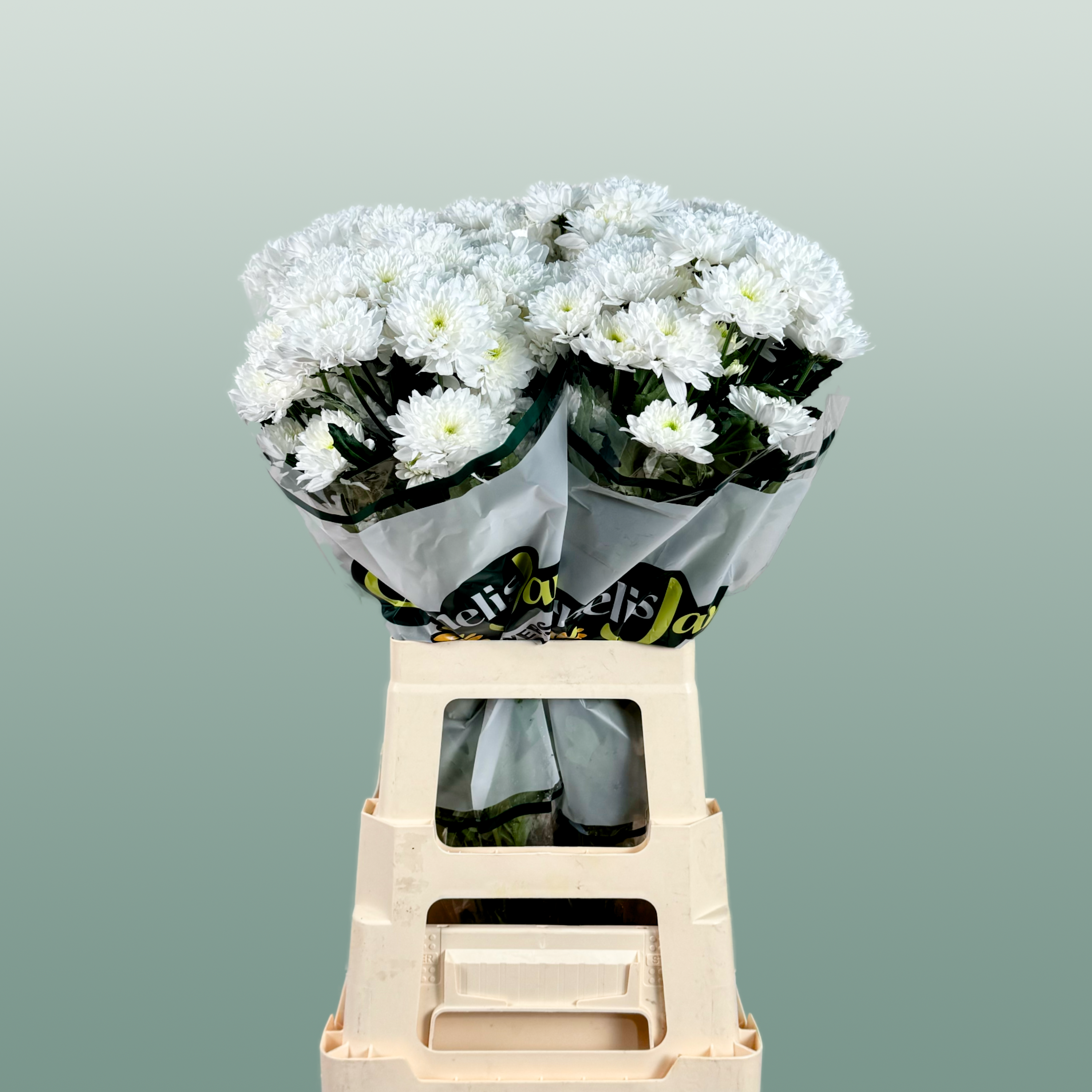 Chrysanthemum Spray Euro White