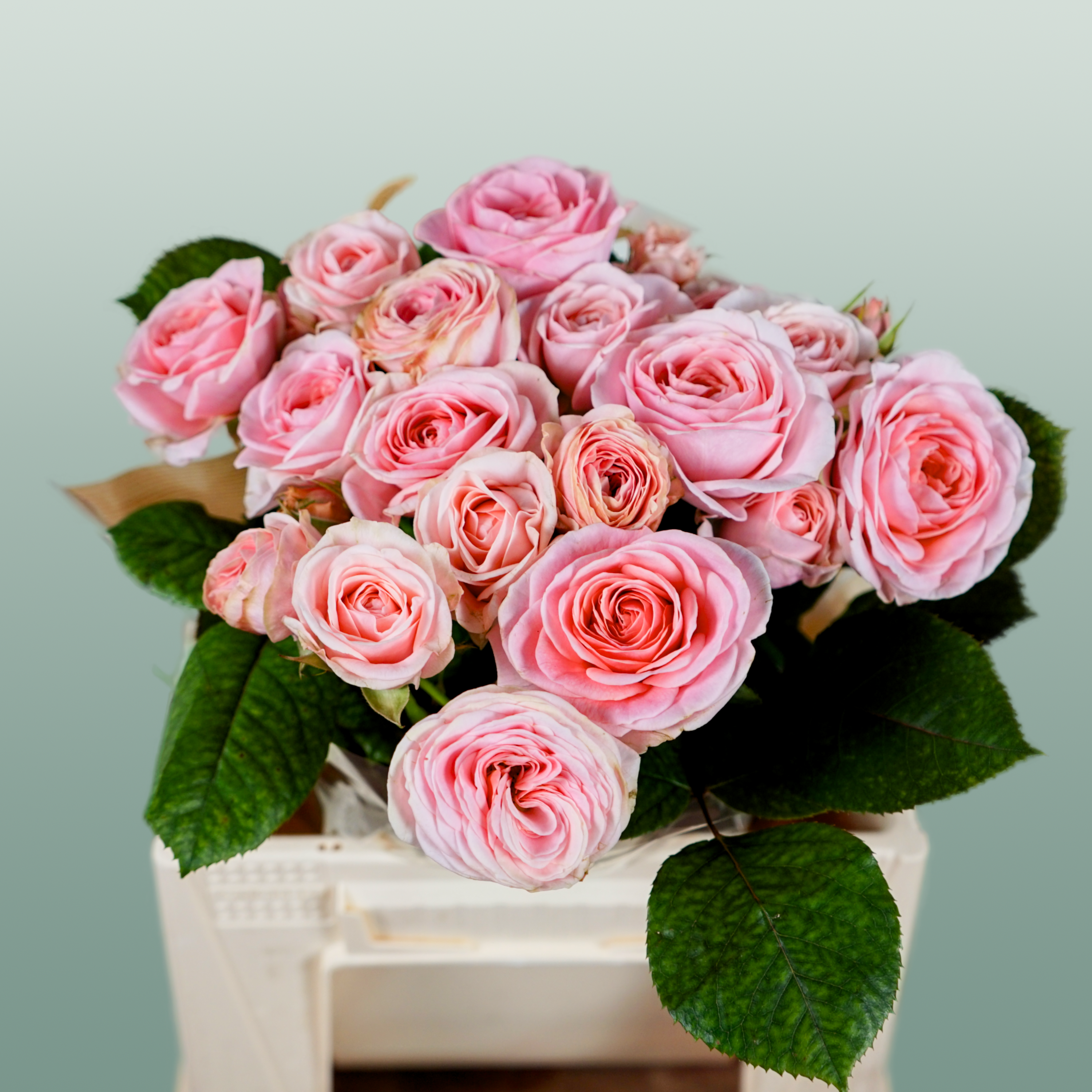 Spray Rose Fatal Attra