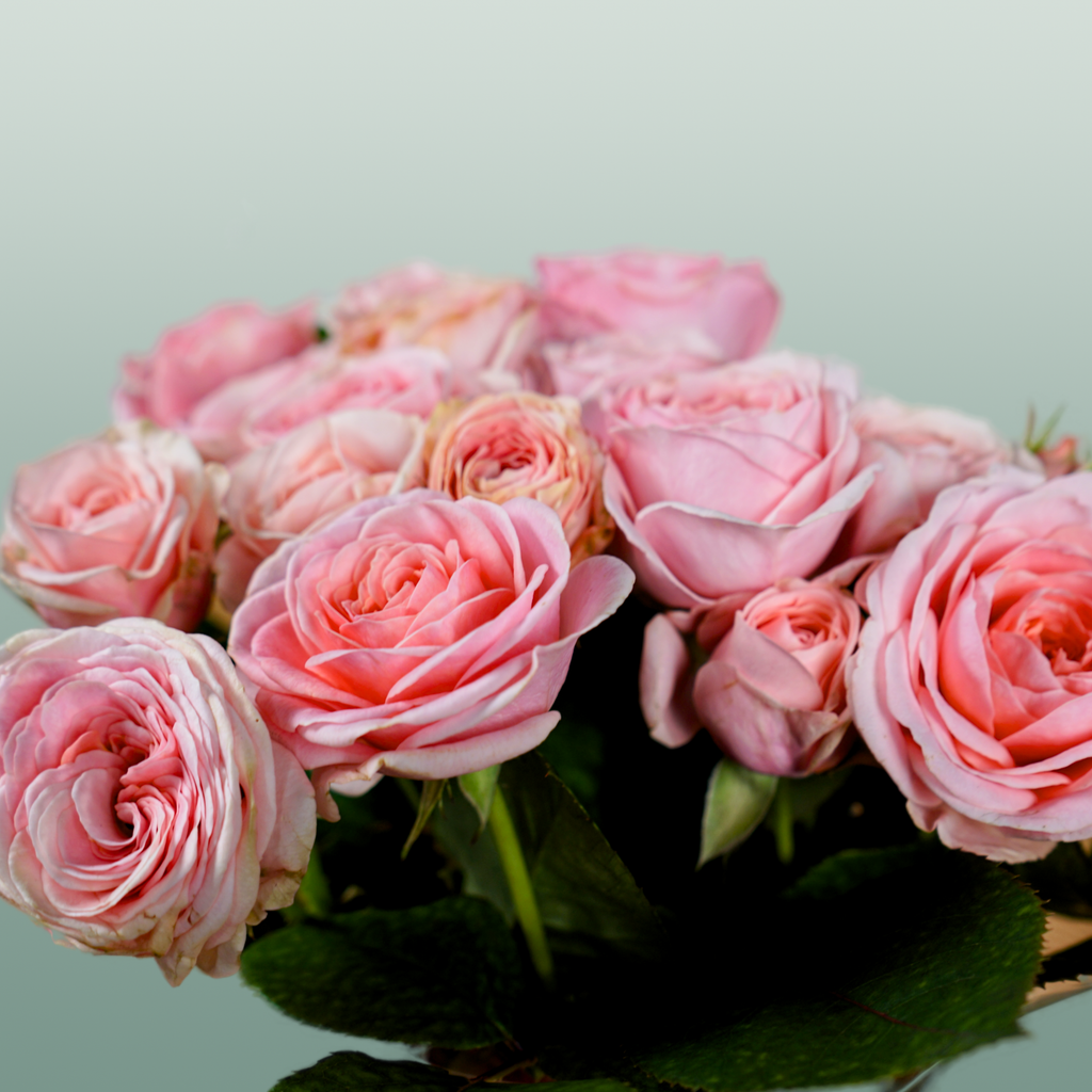 Spray Rose Fatal Attra