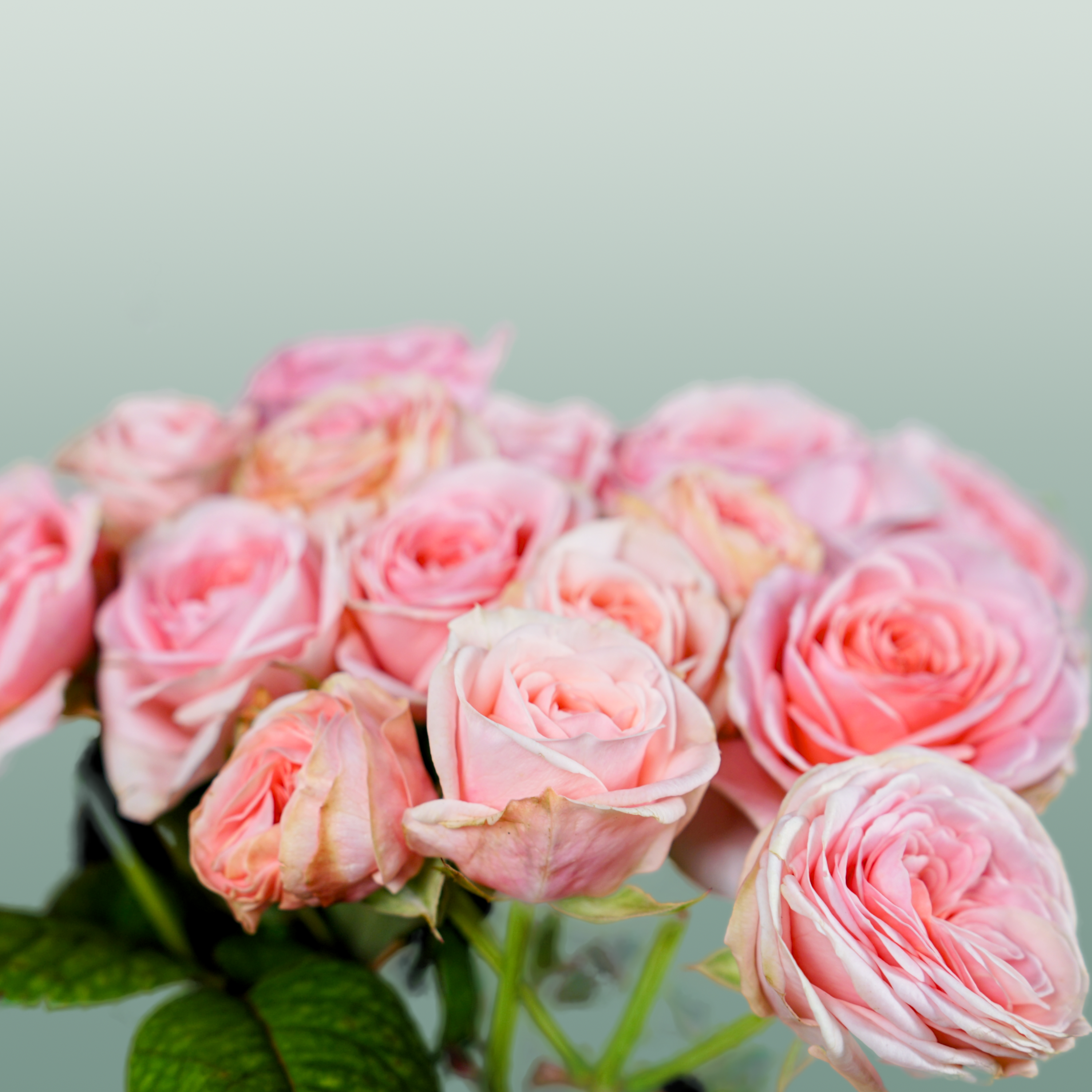 Spray Rose Fatal Attra