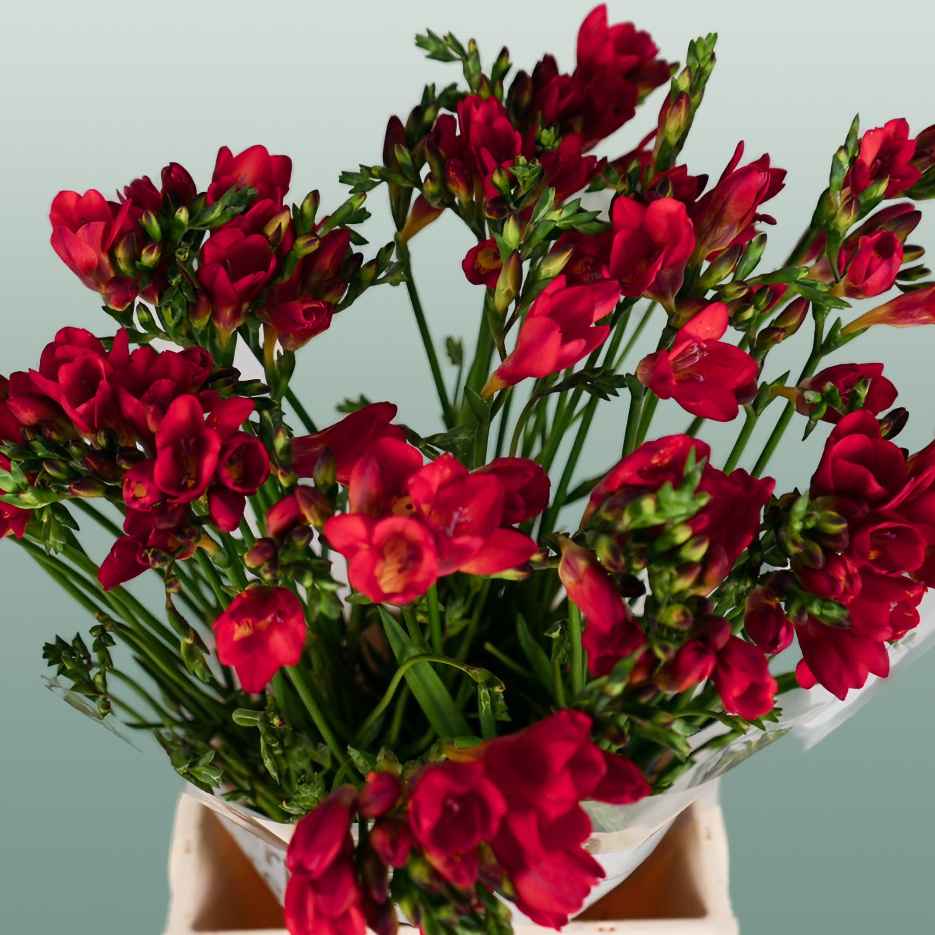 Freesia Fireball