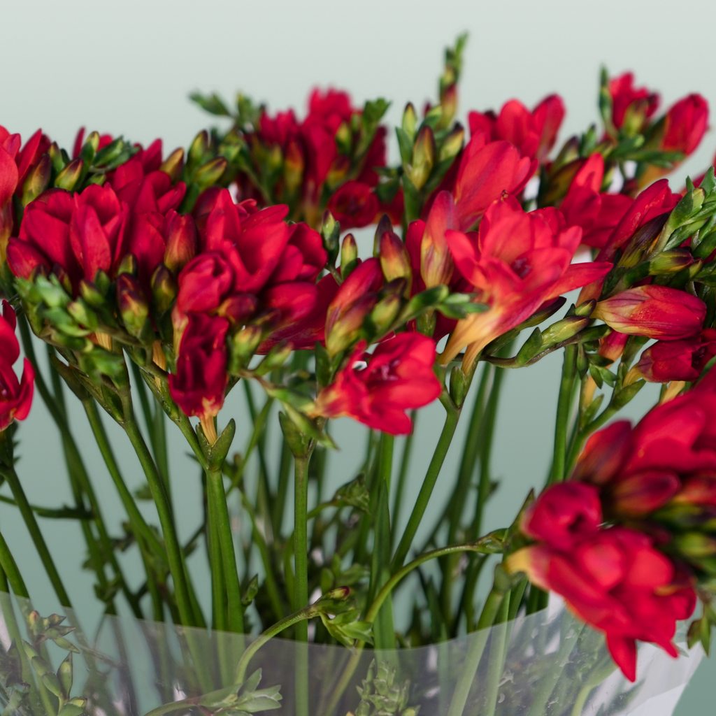 Freesia Fireball