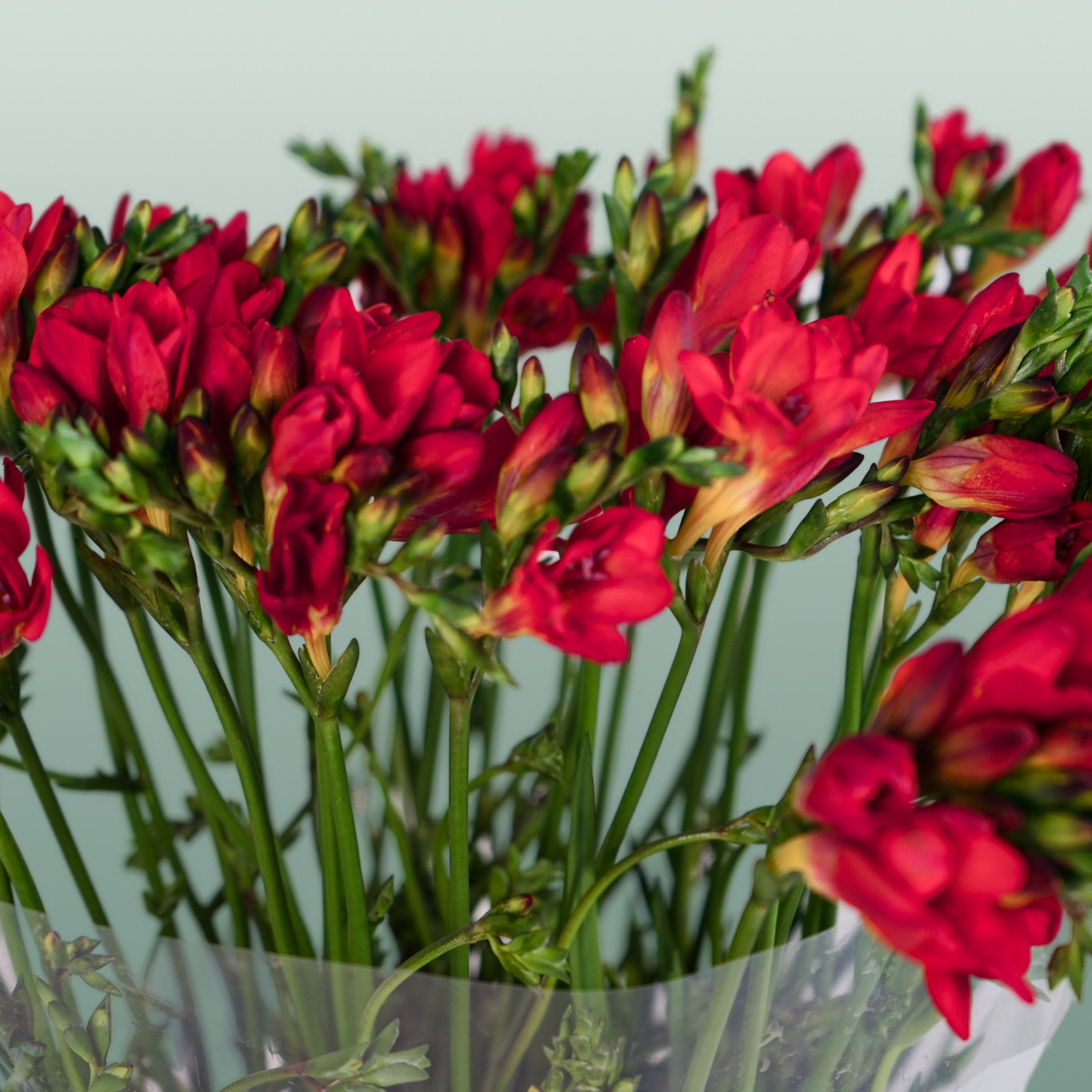 Freesia Fireball