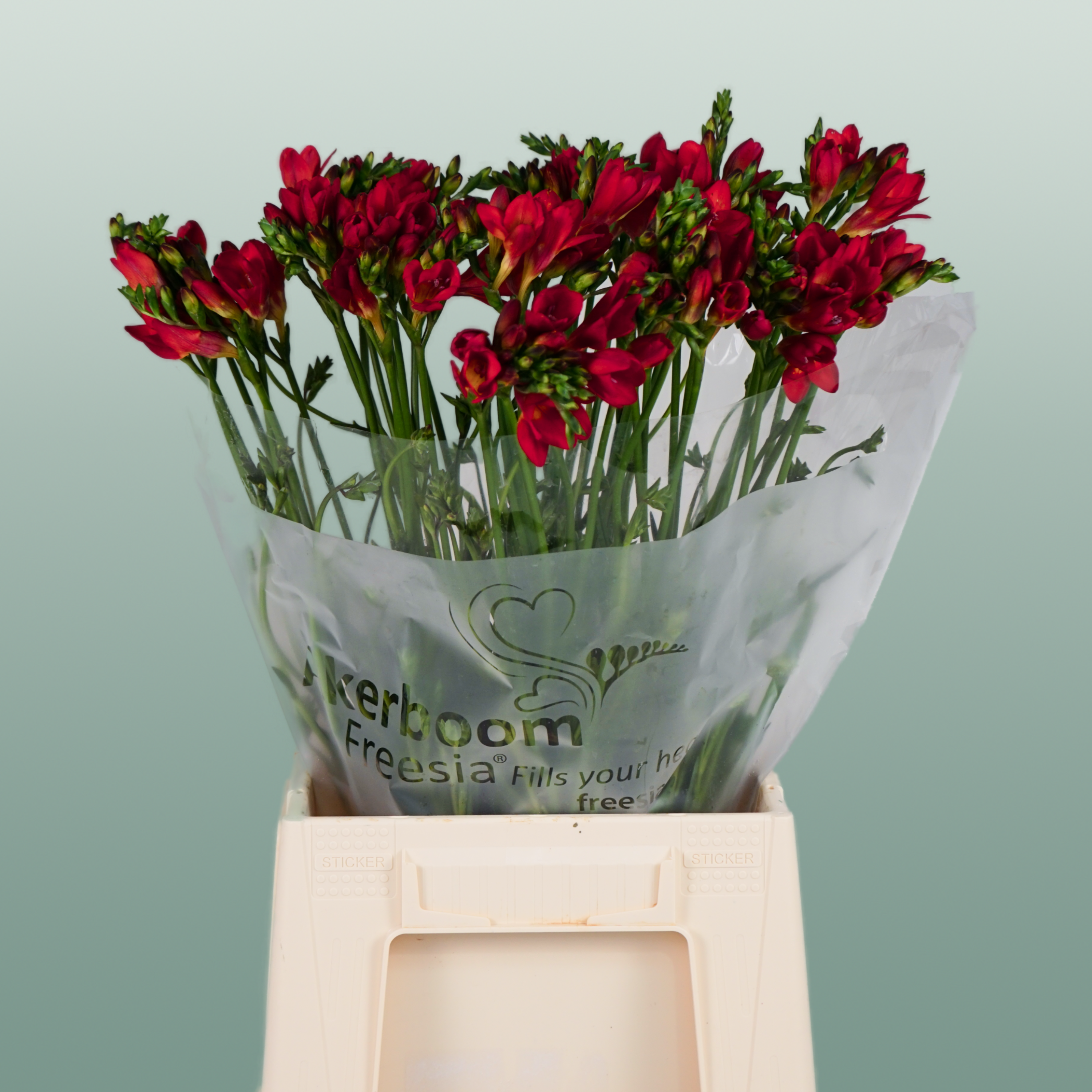 Freesia Fireball