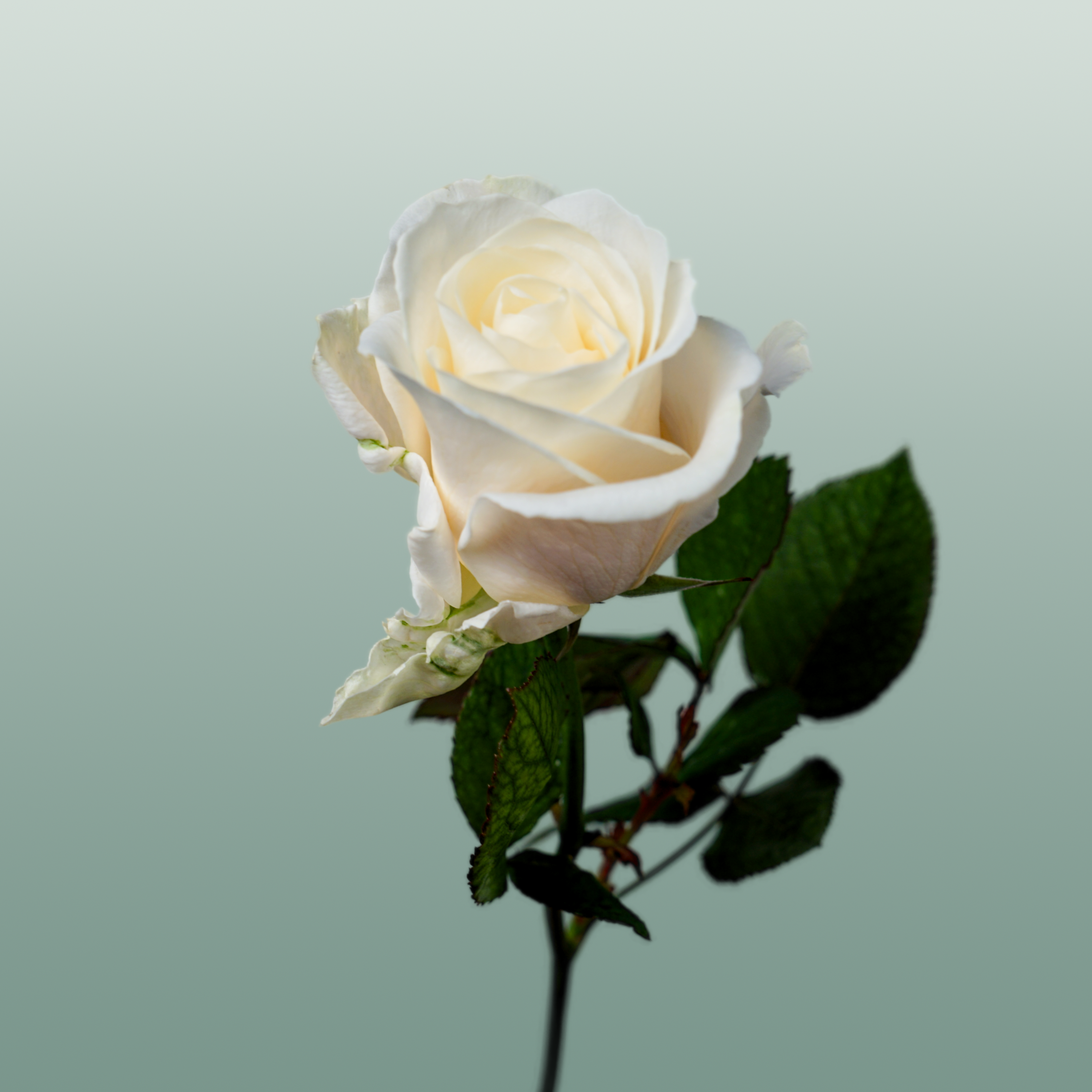 Rose Four Seasons