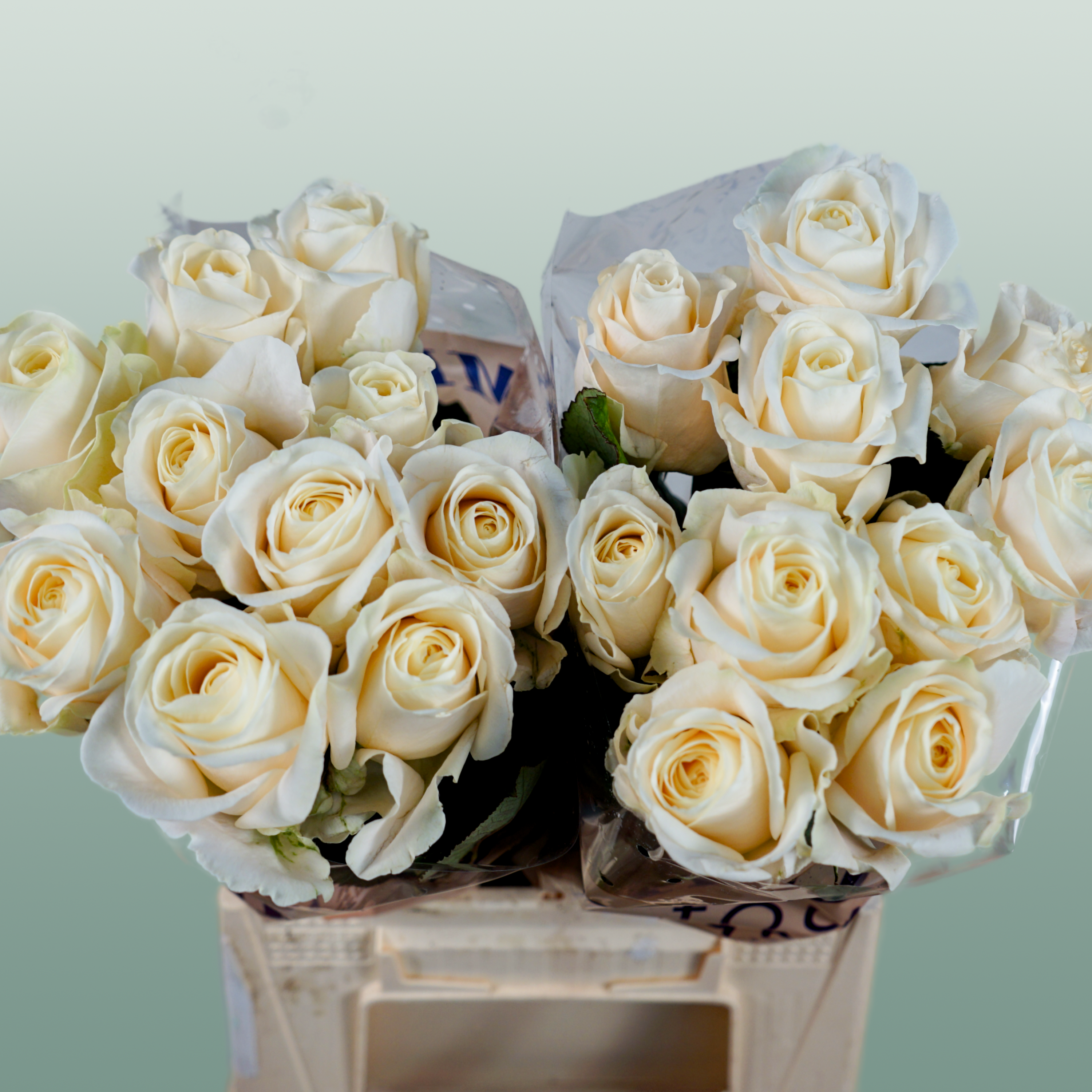 Rose Four Seasons