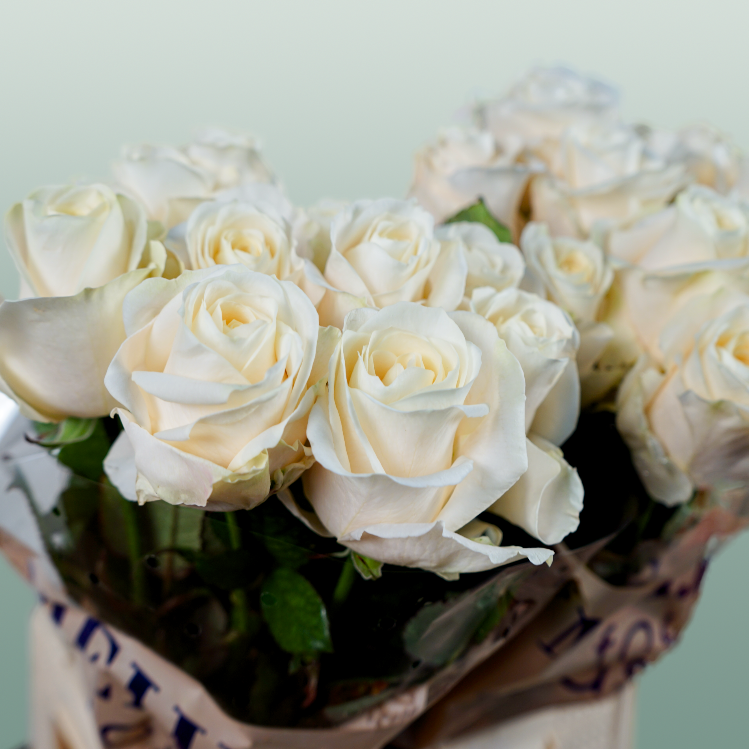 Rose Four Seasons