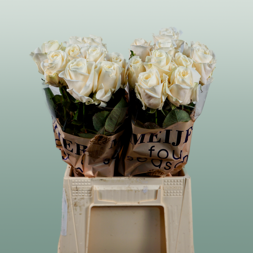 Rose Four Seasons
