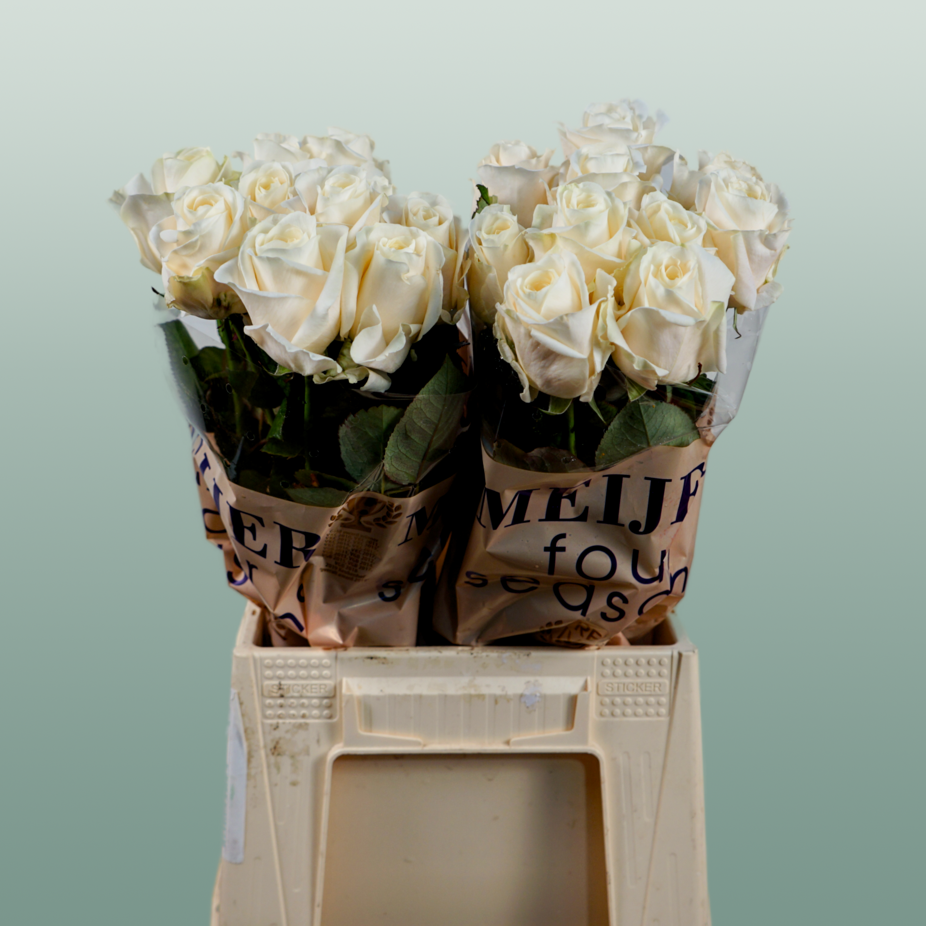 Rose Four Seasons