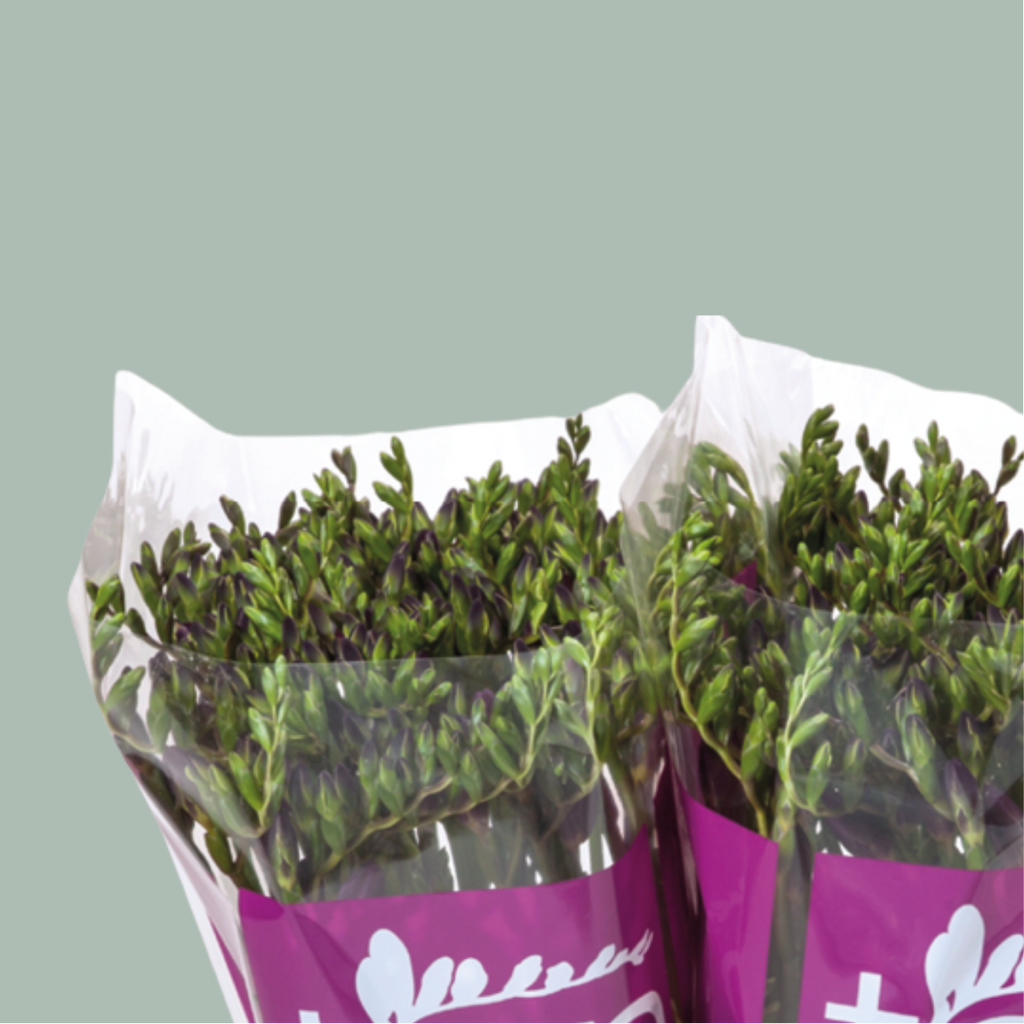 Freesia Monaco (50 Stems)