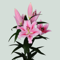 Lily Frontera (OR) (10 Stems)