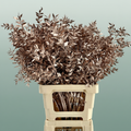 Dried Ruscus Aculeatus Champagne
