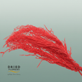 Dried Bleached Amaranthus Caudatus Red