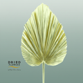 Dried Bleached Palmetto Xl Gold