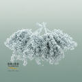 Dried Pepper Berries Silver