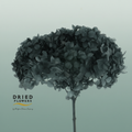 Dried Bleached Hydrangea Anna Black