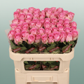 Rose Revival