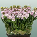 Matthiola Iron Cherry Blossom