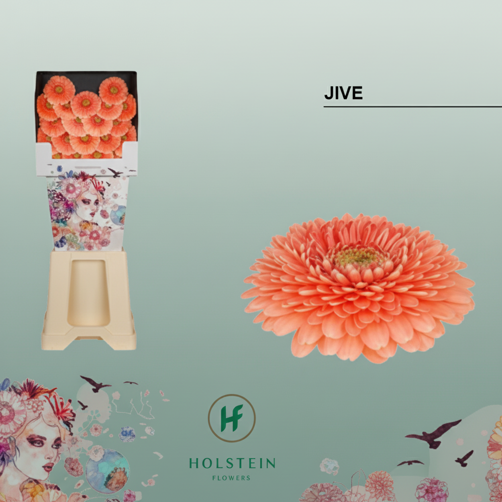 Germini Ball Jive