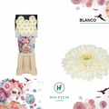 Germini Ball Blanco