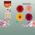 Gerbera Spider Mixed