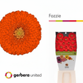 Germini Ball Fozzie