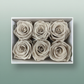 Rose Preserved Classic Sand